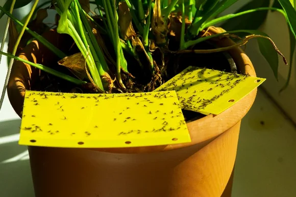 Gelbsticker in einem Topf mit Pflanze